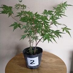 紅葉もみじ🍁5本仕立て②　