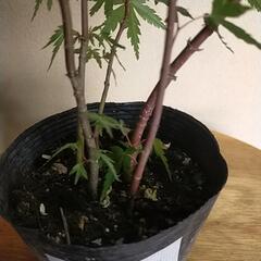 紅葉もみじ🍁5本仕立て②　の画像