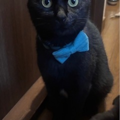 可愛い黒猫の兄弟です❤️ - 里親募集