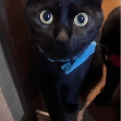 可愛い黒猫の兄弟です❤️ − 大分県