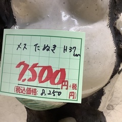 メス たぬき H37cm 管G250705BK (ベストバイ 静岡県袋井市)の画像