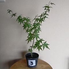 元気な紅葉もみじ🍁🍁🍁③　