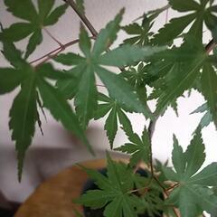 元気な紅葉もみじ🍁🍁🍁③　の画像