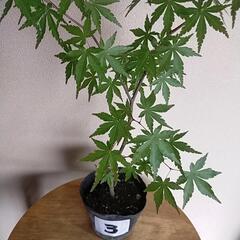 元気な紅葉もみじ🍁🍁🍁③　の画像