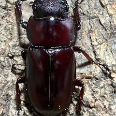フォルスターフタマタクワガタ(ニシ)成虫ペアの画像