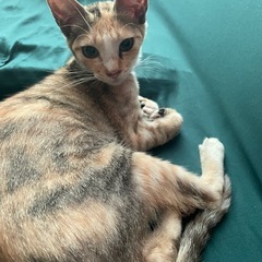 ミケ猫　5ヶ月　里親募集　