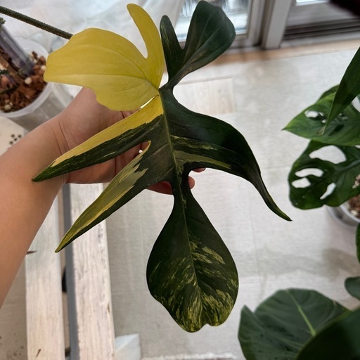 フロリダビューティ　登り棒付き！