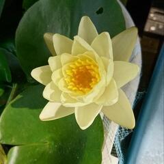 温帯睡蓮②の画像