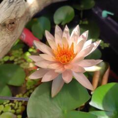 温帯睡蓮②の画像