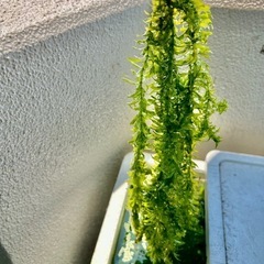 水草　アナカリス（オオカナダモ）の画像