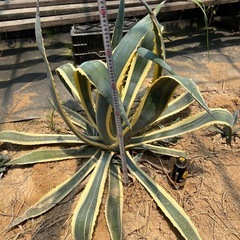 アガベアメリカーナ斑入りの画像