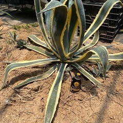 アガベアメリカーナ斑入りの画像