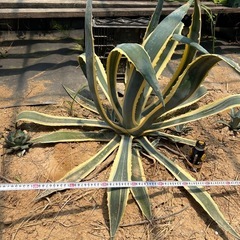 アガベアメリカーナ斑入りの画像