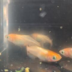 メダカ　めだか　東天光　2ペアの画像