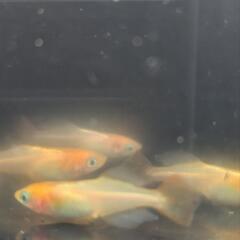 メダカ　めだか　東天光　2ペアの画像