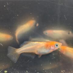メダカ　めだか　東天光　2ペアの画像