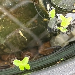 メダカミックス稚魚10匹とホテイアオイたくさんの画像