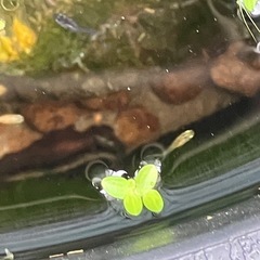 メダカミックス稚魚10匹とホテイアオイたくさんの画像