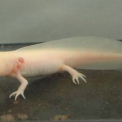 ウーパールーパー アルビノ