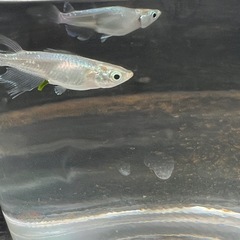 改良🐟めだか🌟緑光ヒレ長 りょっこうの画像