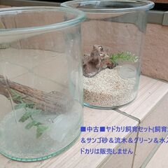 ■中古「ヤドカリ飼育セット(飼育ガラス＆サンゴ砂＆流木＆グリーン...