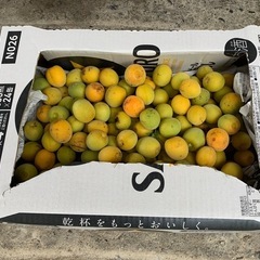 ★本日朝収穫！八ヶ岳南麓 豊作梅　木ナリ熟 缶ビール箱1箱分