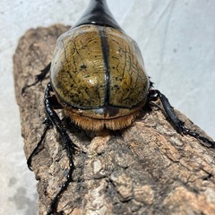 ヘラクレス　152mm の画像