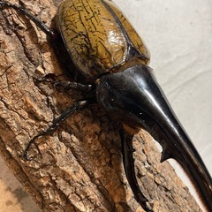 ヘラクレス　152mm の画像