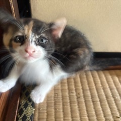 子猫三姉妹  