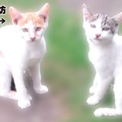 生後約２ヶ月　心和む仲良し３きょうだい（長男・長女の里親様募集中...