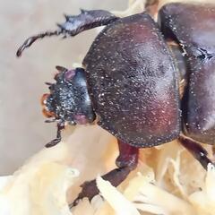 カブトムシ　弥栄産　レッドアイ　レッドボディ　ペア　昆虫　ペットの画像