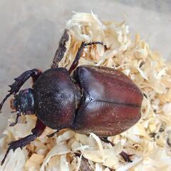 カブトムシ　弥栄産　レッドアイ　レッドボディ　ペア　昆虫　ペットの画像