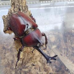 カブトムシ　弥栄産　レッドアイ　レッドボディ　ペア　昆虫　ペットの画像