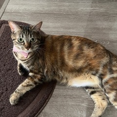 ちょっと小顔で体が長いサビ猫