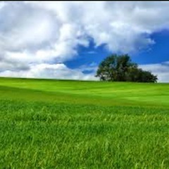 集草作業　草を集めるお仕事です。