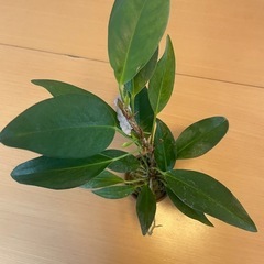 レアな品種　アンスリウム　スカンデンス　観葉植物の画像