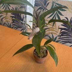 レアな品種　アンスリウム　スカンデンス　観葉植物の画像