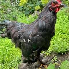 ブラマ♂ 鶏　にわとり　鳥