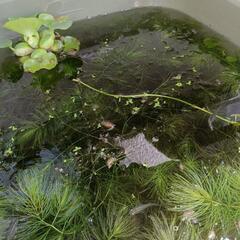 雑種 メダカ あげます の画像