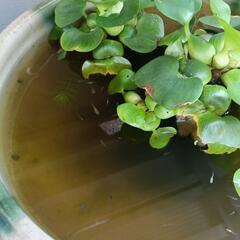 雑種 メダカ あげます の画像