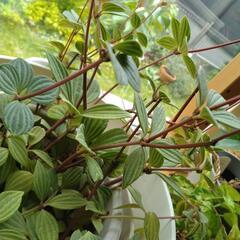 観葉植物ペペロミアの画像