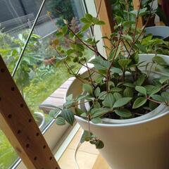 観葉植物ペペロミアの画像