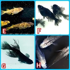 第三回　高級メダカの無料プレゼント！の画像