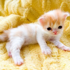 【決定】ミヌエット×スコティッシュ１