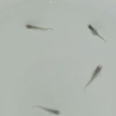 メダカ　　月虹　　　　の画像