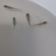 メダカ　　月虹　　　　の画像