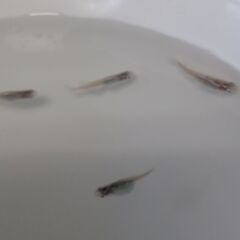 メダカ　　月虹　　　　の画像