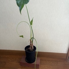 🪴ガジュマル、テーブルヤシ他2点🪴の画像