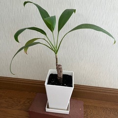 🪴ガジュマル、テーブルヤシ他2点🪴の画像