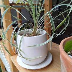 観葉植物の画像